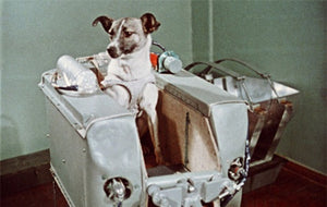 3 November 1957 - Laika Becomes the First Animal Launched In Earth Orbit